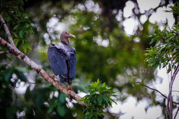Black Vulture