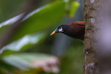 Montezuma Oropendola