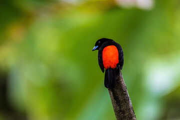 Scarlet Rumped Tanage