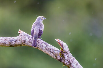 Palm Tanager