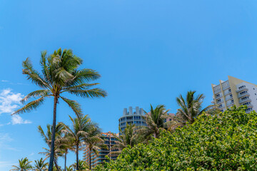 Fototapeta premium Coconut trees and plants partially covering the facade of buildings in Miami, Florida. There are buildings with balconies at the background in low angle view under the blue skies.