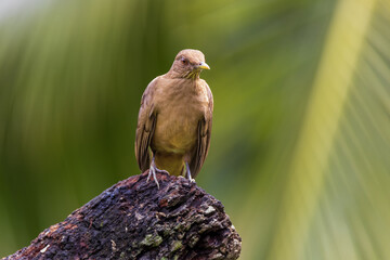Clay Colored Trush Bird
