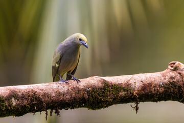 Palm Tanager Bird