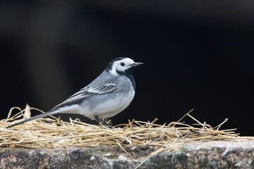 Bachstelze (Motacilla alba)