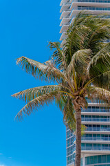 Fototapeta na wymiar Coconut tree outside the modern glass tower in Miami, Florida. Vertical shot of a tree against the blue skies on the left and building with glass walls and balcony railings on the right.