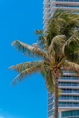 Fototapeta premium Coconut tree outside the modern glass tower in Miami, Florida. Vertical shot of a tree against the blue skies on the left and building with glass walls and balcony railings on the right.