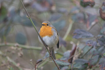 Rotkehlchen (Erithacus rubecula)