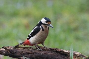 Buntspecht (Dendrocopos major)