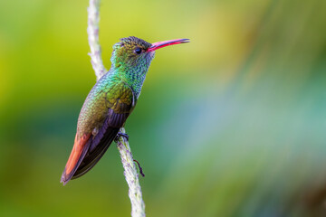 hummingbird on a branch