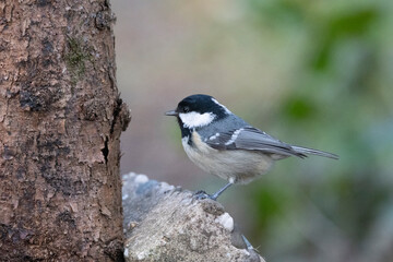 Tannenmeise (Periparus ater) 