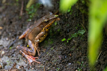 frog on the ground