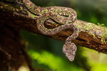 snake viper on a tree