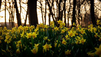 pole wiosennych narcyzów oświetlone przez słońce w parku	
