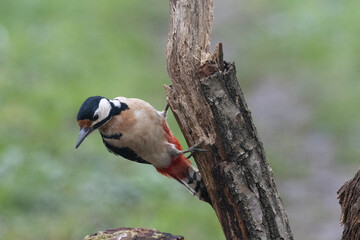 Buntspecht (Dendrocopos major)