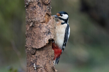 Buntspecht (Dendrocopos major)