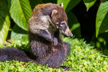 White Nosed Coati