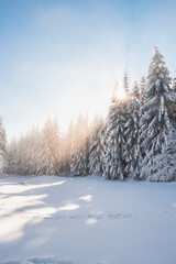 Breathtaking winter fairy tale in the surroundings of Lys mountains, Beskydy mountains, Czech Republic. The morning sun illuminates the snowy forest and meadow with its rays passing through the fog