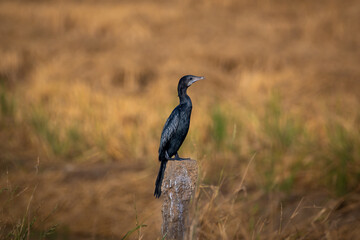 Little Cormorant