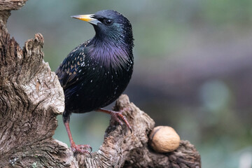 Star (Sturnus vulgaris)