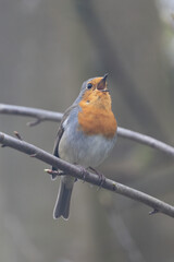 Fototapeta premium Rotkehlchen&nbsp;(Erithacus rubecula)