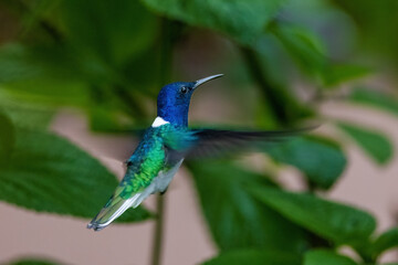 Obraz premium hummingbird in flight
