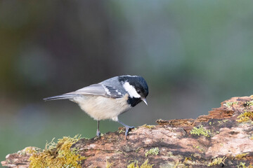 Tannenmeise (Periparus ater) 