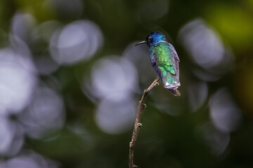 hummingbird
