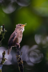 house wren