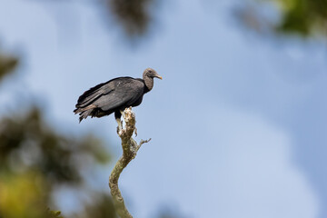 Obraz premium black vulture