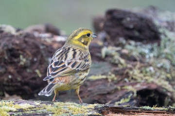Goldammer (Emberiza citrinella)