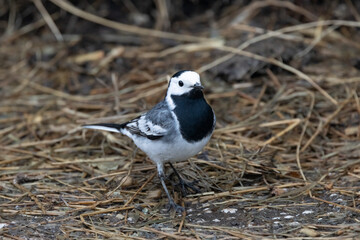 Bachstelze (Motacilla alba)