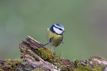 Obraz premium Blaumeise&nbsp;(Cyanistes caeruleu)
