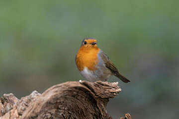 Rotkehlchen (Erithacus rubecula)