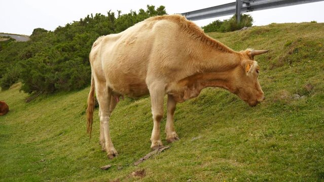 Light brown cow eating grass on a roadside