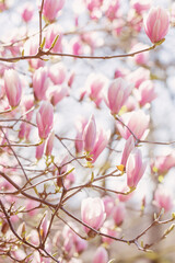 magnolia flowers on sunlight in spring garden