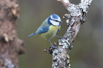 Blaumeise (Cyanistes caeruleu)