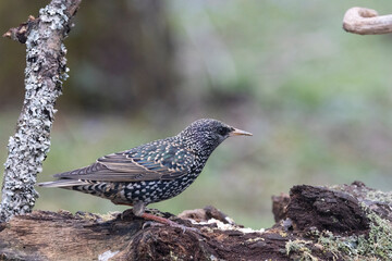 Star (Sturnus vulgaris)