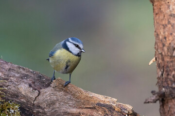 Blaumeise (Cyanistes caeruleu)