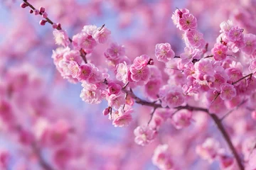 Fleecedeken met foto Beautiful blooming sakura tree in spring season in the park. Calendar 2024. Postcards. © Viktoriia