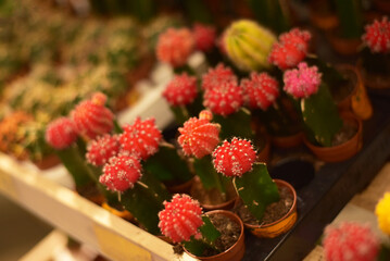 Obraz na płótnie Canvas Beautiful decorative cacti in a flower shop