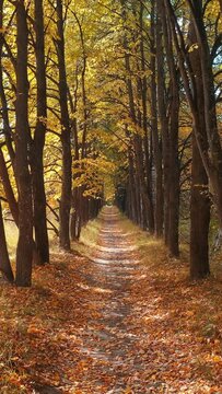 Vertical video of walk along the autumn linden tree alley. Sunrays shine through the trunks and crowns of trees.