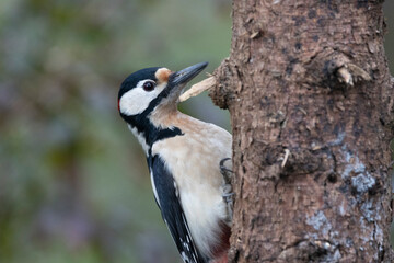 Fototapeta premium Buntspecht&nbsp;(Dendrocopos major)