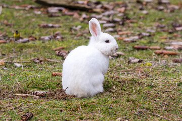 Kaninchen