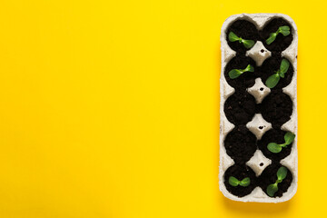 Growing plants in egg box, space for text