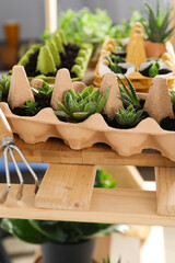 Growing plants in egg box, creative way to grow plants