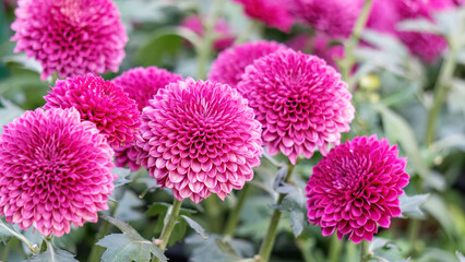 Pink pompons Chrysanthemum flower plant in a garden.