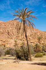Fototapeta na wymiar Palm tree and mountain in Morocco- tafraoute