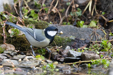 Kohlmeise (Parus major)