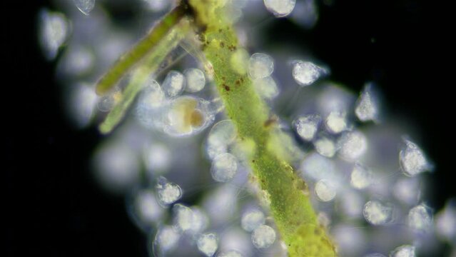 Infusoria (Ciliophora) Vorticella under microscope, class Oligohymenophorea. Video shows the colony attached to algae. They also attach to stones, crustaceans