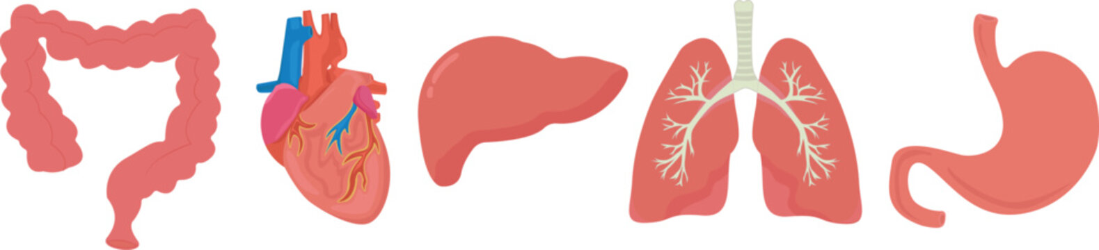 Set human organs intestines liver lungs stomach heart vector illustration